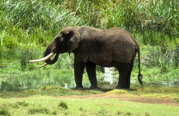 Eléphant d'Afrique, Loxodonta africana, gros porteur, Tanzanie