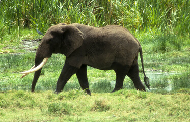 Fototapeta premium Eléphant d'Afrique, Loxodonta africana, gros porteur, Tanzanie