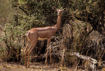 Gazelle de Waller, antilope girafe, g&eacute;r&eacute;nuk, Litocranius walleri, Parc national de Samburu, Kenya, Afrique
