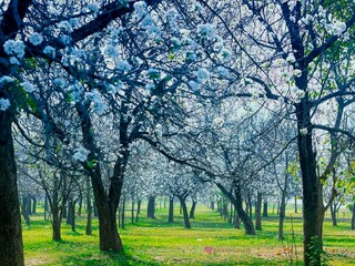 Obraz premium Apple Garden, Spring break, Pinus Tree, Walnut Tree, natural wallpaper HD quality, Snowy mountains and cloud 