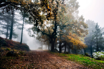 Niebla en la garganta de la Graja