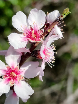 Almendro en flor
