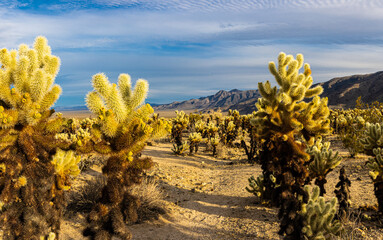 Teddybear (Cylindropuntia bigelovii) Cholla Cactus Garden at Pinto Basin, Joshua Tree National...