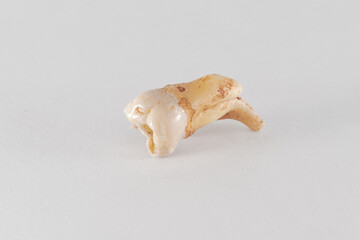 Upper wisdom tooth with curved root and decayed crown extracted and posed in a white background. 