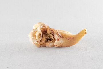 Upper wisdom tooth with curved root and decayed crown extracted and posed in a white background. 