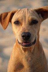Fototapeta na wymiar Portrait of Dog in beach. Closeup of head of young brown color dog sitting in the beach sand at evening time.