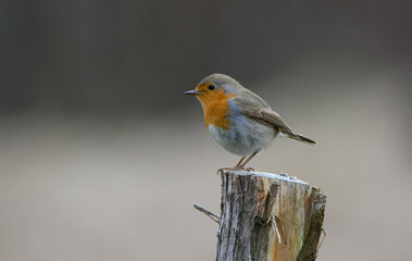 robin on a branch