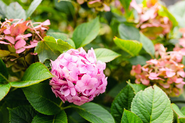 Flowers blossom on sunny day. Flowering hortensia plant. Pink Hydrangea macrophylla blooming in spring or summer in a garden. Web banner, nature background