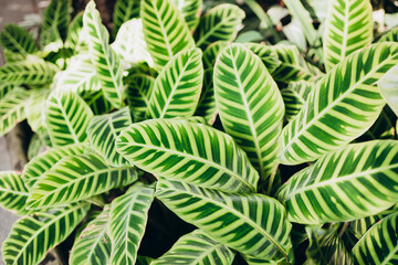 Calathea zebrina, variously striped, pin-stripe, or pin-stripe calathea plants leaves closeup. Beauty in tropical nature, banner for wallpaper