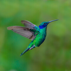 Fototapeta na wymiar hummingbird in flight (Sparkling violetear)