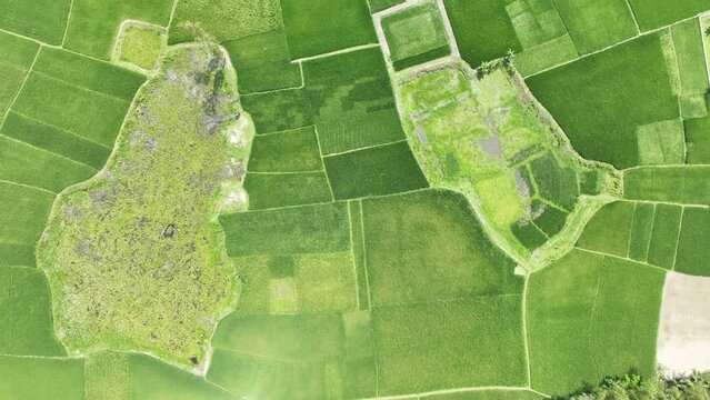 A green field with many rectangular squares top aerial Smooth video footage, Bangladesh