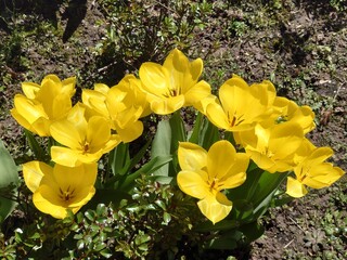 Im Frühling in der Natur