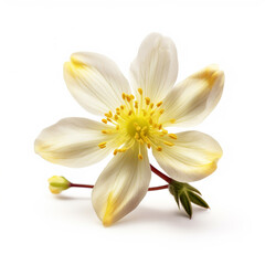 Fototapeta na wymiar spring flowers on white background