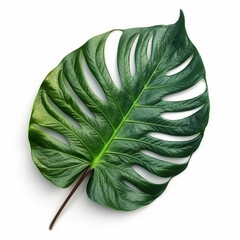 green tropical leaves on white background