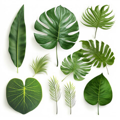 Obraz premium green tropical leaves on white background