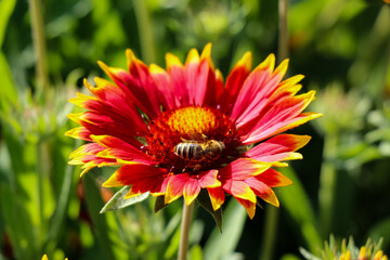 Pszczoła Anthophila zbierająca pyłek z kwiatu Gaillardii