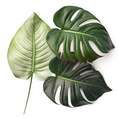 green tropical leaves on white background