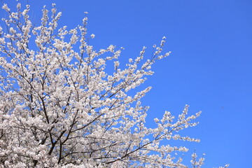 稲取高原の桜 (静岡 伊豆)