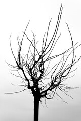 Lone branch back and white silhouette