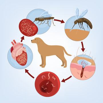 Heartworm disease in dogs. Editable vector illustration.