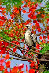 Calao à bec rouge perché dans un flamboyant