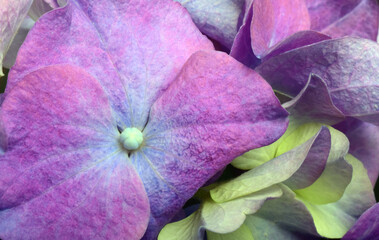 Blue purple hydrangea close up flower - 588813253