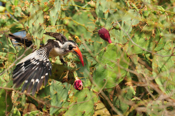 Calao à bec rouge perché dans un figuier de barbarie