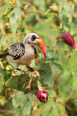 Calao à bec rouge perché dans un figuier de barbarie