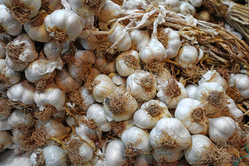 Fresh garlic or Dried garlic in market demet sarımsak  