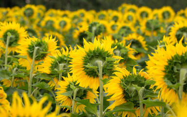 Sunflower close up, early morning in summer