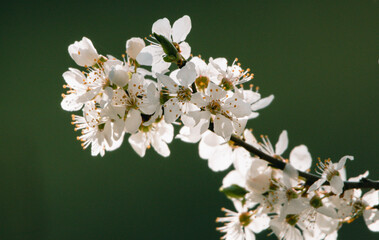 spring flower in the sun
