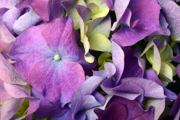 Blue purple hydrangea close up flower - 588816264