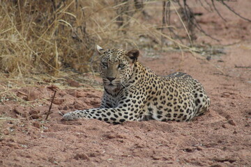 Wild leopard spotted relaxing on the ground; she was staring directly into our souls.