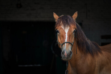 Portrait of a thoroughbred horse on a dark background, close-up.