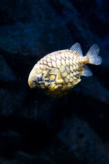 Pinecone fish swimming in the aquarium