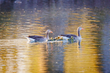 A greylag goose family with two parents and five chicks swims at the water
