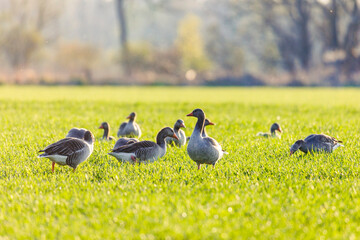 A greylag goose family with two parents and five chicks swims at the water