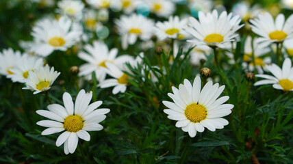 beautiful daisies in the garden 