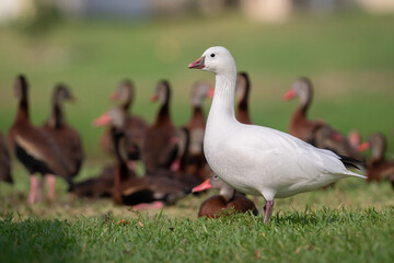 An out-of-range Ross's goose hangs out with black-bellied whistling ducks in Cocoa, Brevard County,...