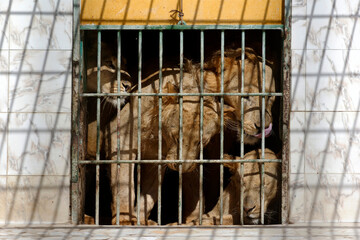 Lions en cage dans un zoo