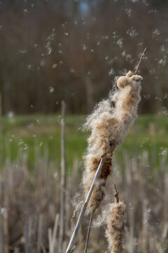 Bulrush Fluff