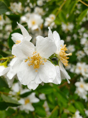 white flower blooming on a branch with raindrops on petals