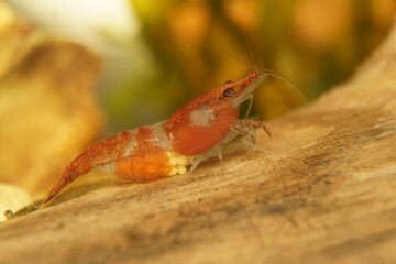 Female Red Rili Shrimp with Eggs