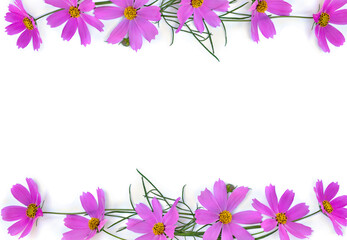 Fototapeta na wymiar Pink flowers cosmos on a white background with space for text. Top view, flat lay
