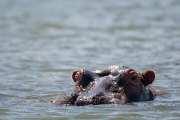 Fototapeta premium Portrait of a hippo with its head emerged above water in Lake Naivasha in Kenya