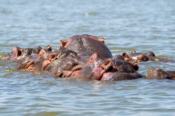 Large hippo family clusters together with heads poking out of the water, in Lake Naivasha Kenya, East Africa