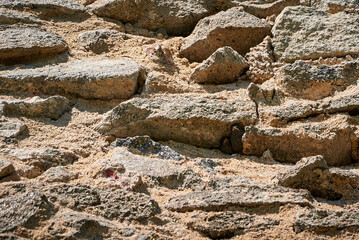 Black redstart female bird with chick in the nest hole (Phoenicurus ochruros)