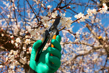 Spring pruning of branches in the garden. gardener's hands with secateurs. Gardening concept....