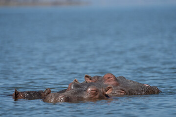 Three hippos poke their heads out of the water, in selective focus. Copyspace available at top