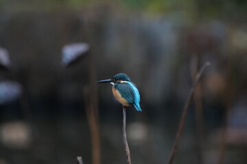 A kingfisher sitting on a piece of grass, in the style of blurred imagery, dark teal and light orange, stockphoto, tranquil gardenscapes, blue kingfisher sitting on a post with fuzzy background, in th